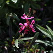 Svíčkovec 'Flamingo Pink' - Gaura lindheimeri 'Flamingo Pink'