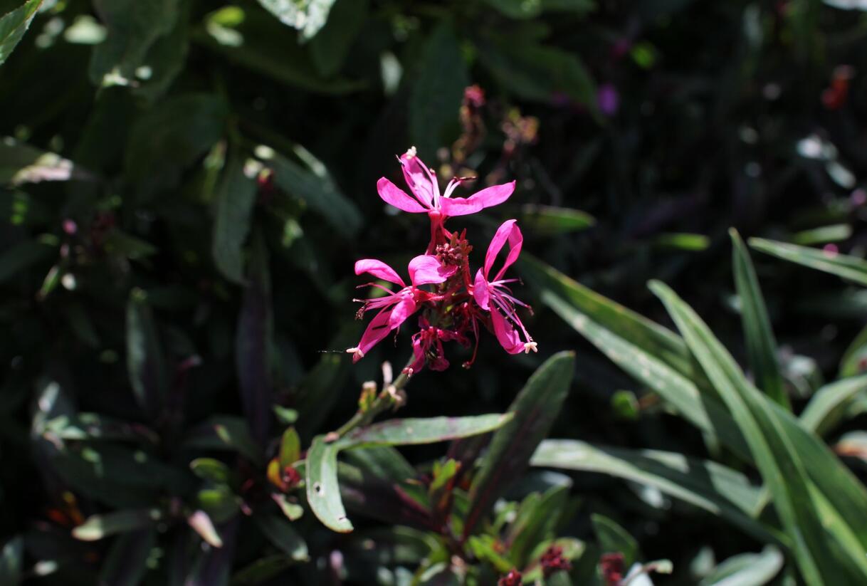 Svíčkovec 'Flamingo Pink' - Gaura lindheimeri 'Flamingo Pink'