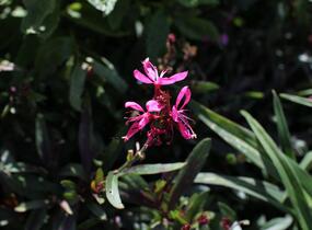 Svíčkovec 'Flamingo Pink' - Gaura lindheimeri 'Flamingo Pink'