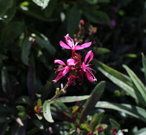 Svíčkovec 'Flamingo Pink' - Gaura lindheimeri 'Flamingo Pink'