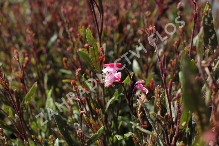 Svíčkovec 'Cherry Brandy' - Gaura lindheimeri 'Cherry Brandy'