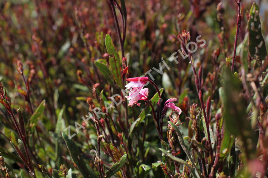 Svíčkovec 'Cherry Brandy' - Gaura lindheimeri 'Cherry Brandy'