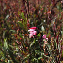 Svíčkovec 'Cherry Brandy' - Gaura lindheimeri 'Cherry Brandy'