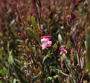 Svíčkovec 'Cherry Brandy' - Gaura lindheimeri 'Cherry Brandy'