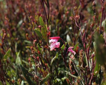 Svíčkovec 'Cherry Brandy'