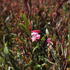 svickovec-cherry-brandy.jpg