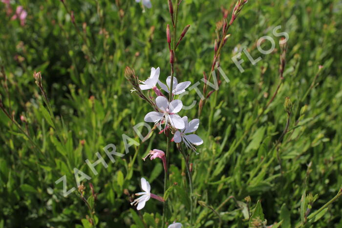 Svíčkovec 'Whirling Butterflies' - Gaura lindheimeri 'Whirling Butterflies'