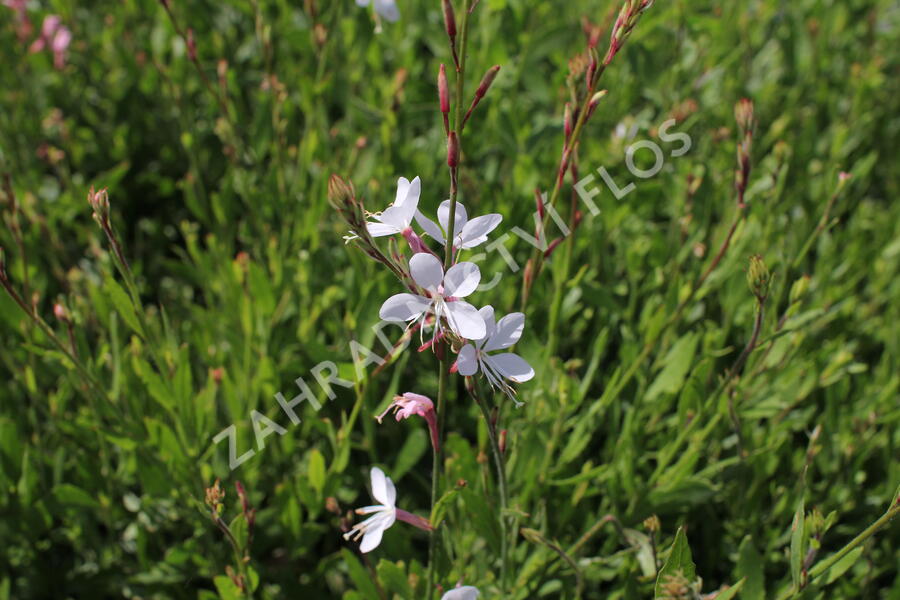 Svíčkovec 'Whirling Butterflies' - Gaura lindheimeri 'Whirling Butterflies'