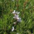 Svíčkovec 'Whirling Butterflies' - Gaura lindheimeri 'Whirling Butterflies'