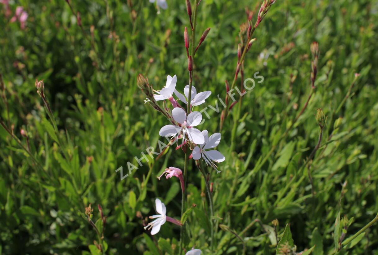 Svíčkovec 'Whirling Butterflies' - Gaura lindheimeri 'Whirling Butterflies'