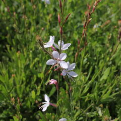 Svíčkovec 'Whirling Butterflies' - Gaura lindheimeri 'Whirling Butterflies'