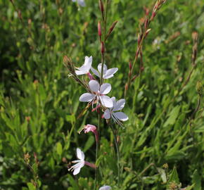 Svíčkovec 'Whirling Butterflies' - Gaura lindheimeri 'Whirling Butterflies'