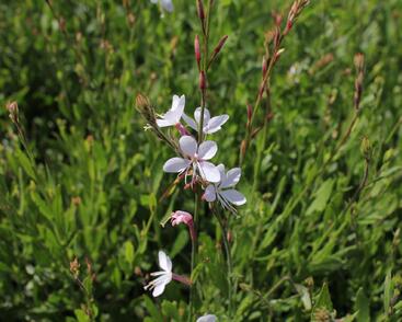 Svíčkovec 'Whirling Butterflies'