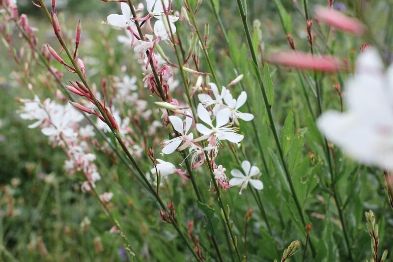 Nejkrásnější letní trvalky se slevou 15%