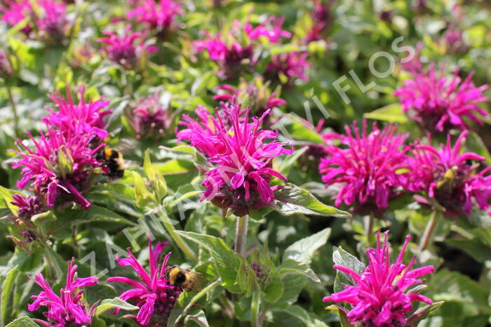 Zavinutka 'Sugar Buzz Grape Gumball' - Monarda 'Sugar Buzz Grape Gumball'