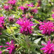 Zavinutka 'Sugar Buzz Grape Gumball' - Monarda 'Sugar Buzz Grape Gumball'