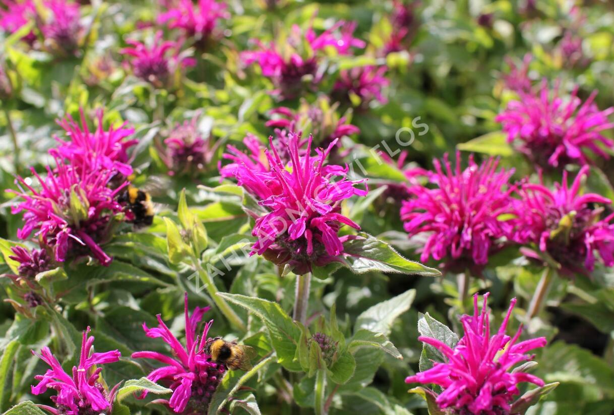 Zavinutka 'Sugar Buzz Grape Gumball' - Monarda 'Sugar Buzz Grape Gumball'