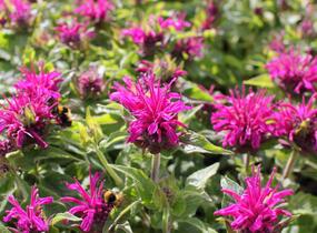 Zavinutka 'Sugar Buzz Grape Gumball' - Monarda 'Sugar Buzz Grape Gumball'