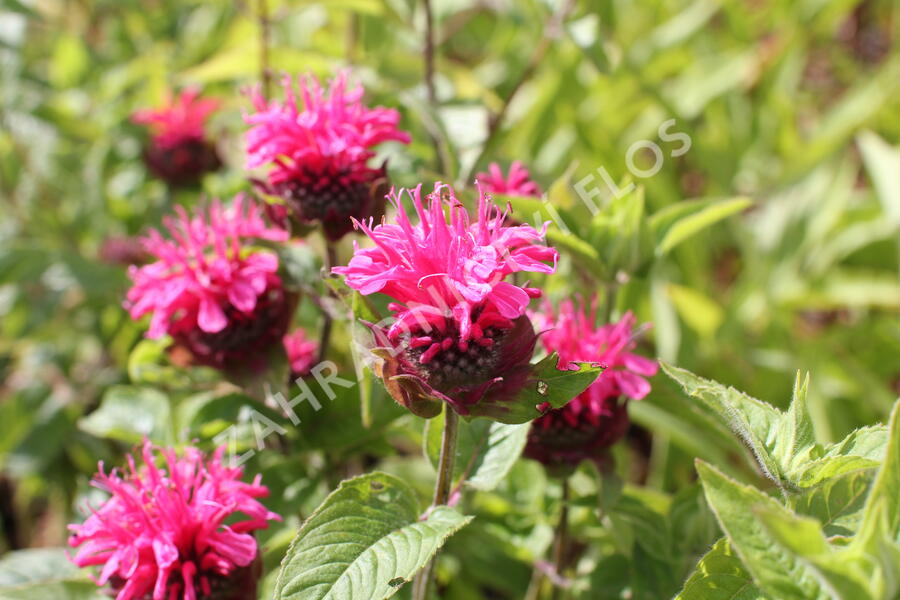 Zavinutka 'Pink Lace' - Monarda hybrida 'Pink Lace'