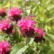 Zavinutka 'Pink Lace' - Monarda hybrida 'Pink Lace'