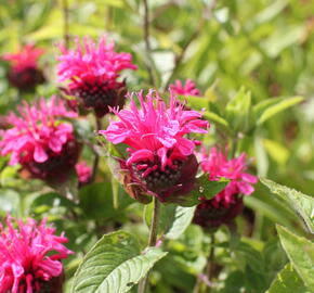 Zavinutka 'Pink Lace' - Monarda hybrida 'Pink Lace'