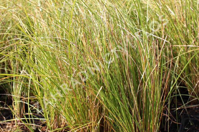 Ostřice chocholatá 'Phoenix Green' - Carex comans 'Phoenix Green'