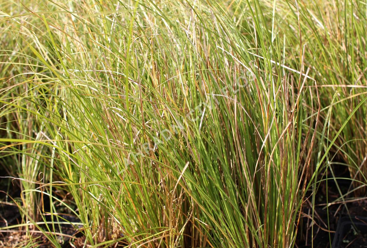 Ostřice chocholatá 'Phoenix Green' - Carex comans 'Phoenix Green'