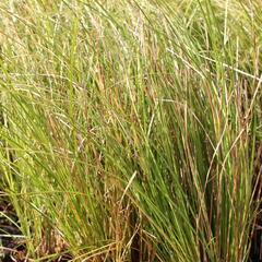 Ostřice chocholatá 'Phoenix Green' - Carex comans 'Phoenix Green'