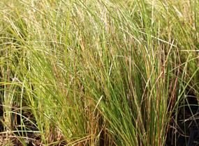 Ostřice chocholatá 'Phoenix Green' - Carex comans 'Phoenix Green'