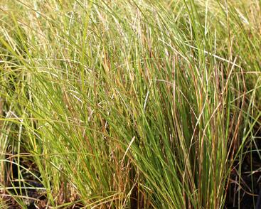 Ostřice chocholatá 'Phoenix Green'