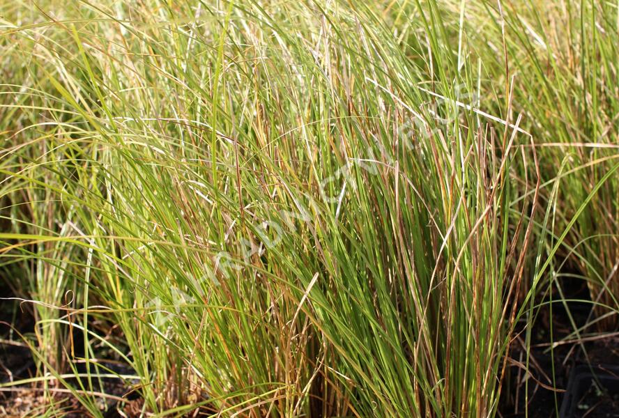 Ostřice chocholatá 'Phoenix Green' - Carex comans 'Phoenix Green'