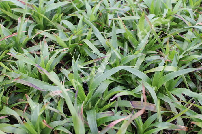 Bika lesní 'Sherwood' - Luzula sylvatica 'Sherwood'