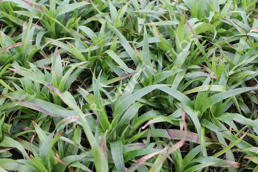 Bika lesní 'Sherwood' - Luzula sylvatica 'Sherwood'