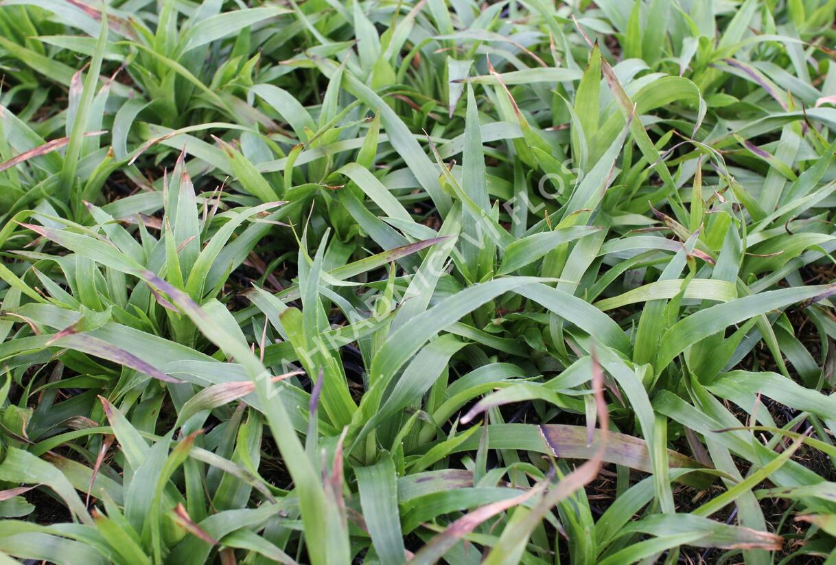 Bika lesní 'Sherwood' - Luzula sylvatica 'Sherwood'