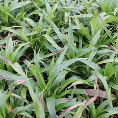 Bika lesní 'Sherwood' - Luzula sylvatica 'Sherwood'