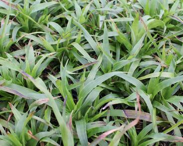 Bika lesní 'Sherwood'