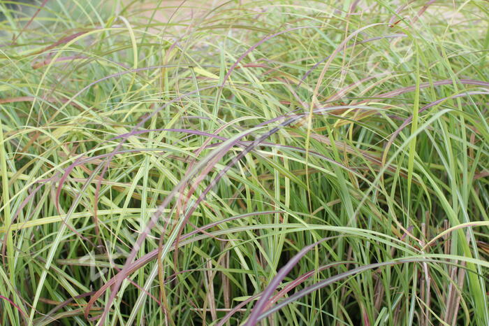 Ozdobnice čínská 'Little Miss' - Miscanthus sinensis 'Little Miss'