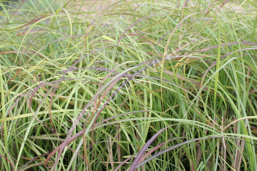 Ozdobnice čínská 'Little Miss' - Miscanthus sinensis 'Little Miss'