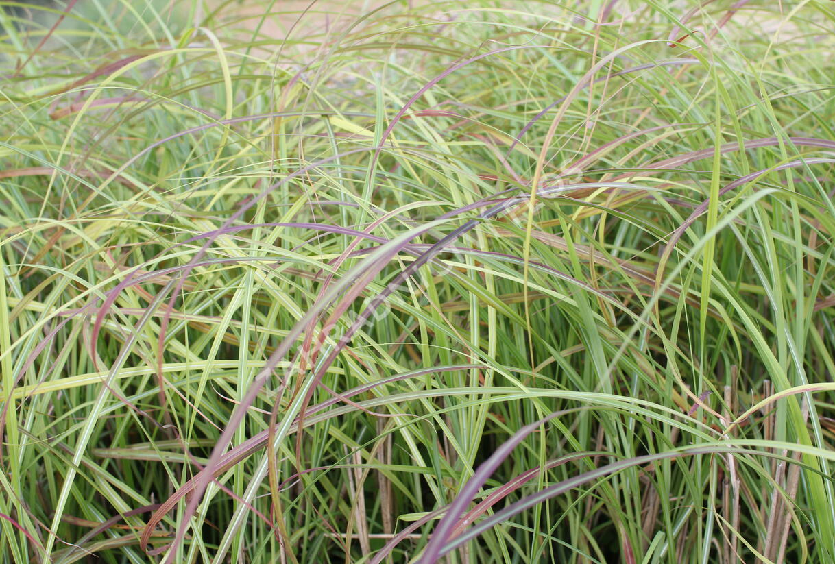 Ozdobnice čínská 'Little Miss' - Miscanthus sinensis 'Little Miss'
