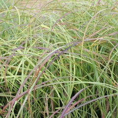 Ozdobnice čínská 'Little Miss' - Miscanthus sinensis 'Little Miss'