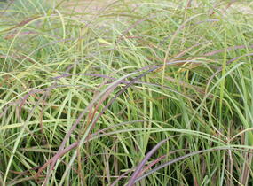 Ozdobnice čínská 'Little Miss' - Miscanthus sinensis 'Little Miss'