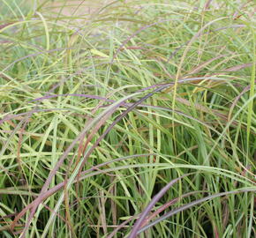 Ozdobnice čínská 'Little Miss' - Miscanthus sinensis 'Little Miss'