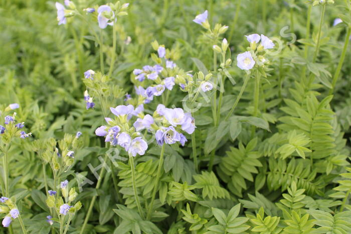 Jirnice 'Northern Lights' - Polemonium 'Northern Lights'