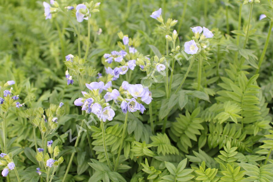 Jirnice 'Northern Lights' - Polemonium 'Northern Lights'
