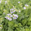 Jirnice 'Northern Lights' - Polemonium 'Northern Lights'