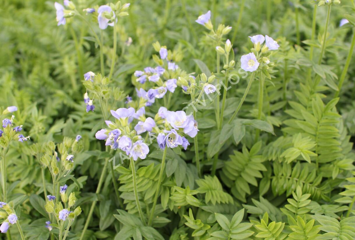 Jirnice 'Northern Lights' - Polemonium 'Northern Lights'