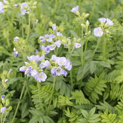 Jirnice 'Northern Lights' - Polemonium 'Northern Lights'