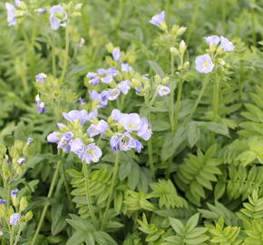 Jirnice 'Northern Lights' - Polemonium 'Northern Lights'