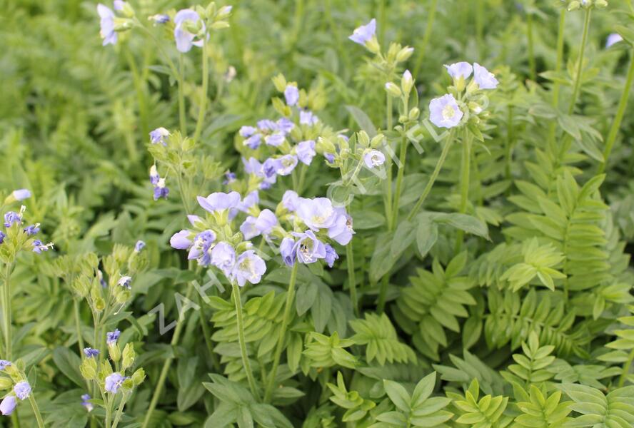 Jirnice 'Northern Lights' - Polemonium 'Northern Lights'