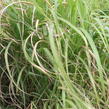 Ozdobnice čínská 'Memory' - Miscanthus sinensis 'Memory'